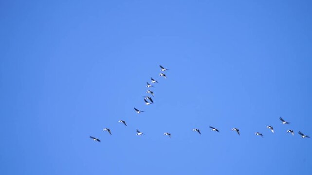 Canadian geese under a blue sky in a typical V-formation