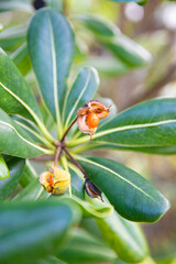 Focus sur le fruit d'un pittospore du Japon avec feuilles vertes