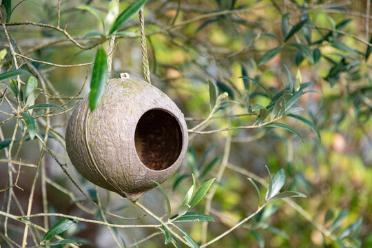 Mangeoire pour oiseaux de jardin, suspendue &agrave; une branche d'Olivier, format paysage