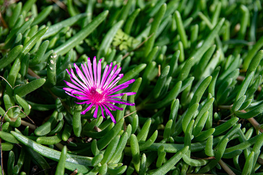 Une fleur de Carpobrotus edulis ou griffe de sorci&egrave;re
