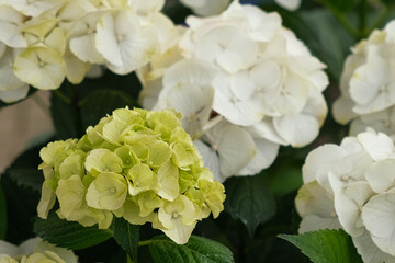 Hydrangea blooming. White, limelight and green heads of hydrangea flower petals. Beautiful Garden. Landscaping trend. Shrubbery blooms backyard. Scenic of nice landscaped. Green home design. Closeup