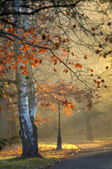 Jesienny, mglisty poranek w parku. © mycatherina