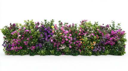 Bush or shrub wall in full bloom, filled with bright, vivid flowers isolated on white background