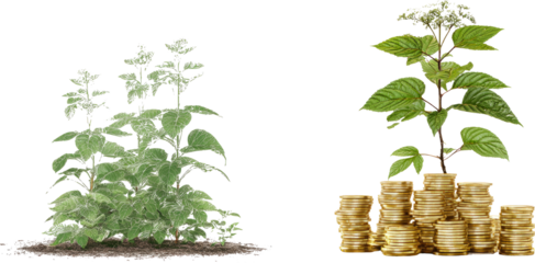 Money tree investment growth finance wealth with green plant and gold coin stack metaphor