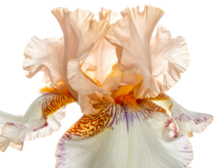 Soft peach and white iris with intricate yellow and purple markings