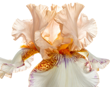 Soft peach and white iris with intricate yellow and purple markings