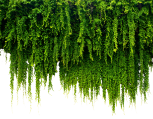 Lush green hanging plants create a cascading natural curtain