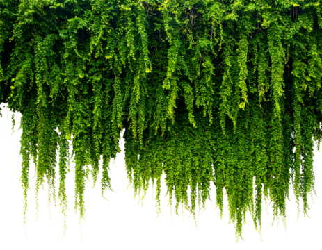 Lush green hanging plants create a cascading natural curtain