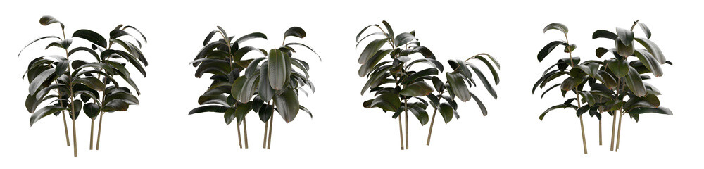 Realistic rubber plant (ficus elastica) isolated on white background. High-quality 3D render with glossy dark green leaves, ideal for interior design, decor mockups, and botanical visualizations.