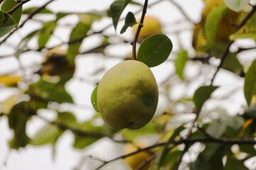 A Japanese autumn garden with quince fruit