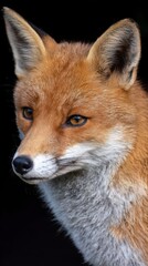Obraz premium Vibrant Gaze of a Red Fox
