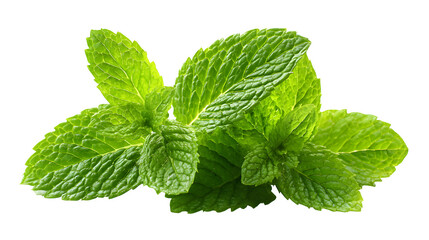 Fresh Mint Sprigs, isolated on transparent background