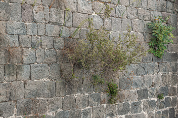 abstract background of an old stone wall with plants growing in the joints close up perspective view