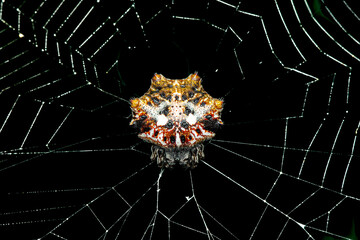 Asian spinybacked orbweaver on a black background on the web
