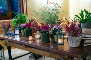 flor, huerta, primavera, naturaleza, verano, rosa, campa, paisaje, morada, color, florecer, flora, beldad, al aire libre, floral, cama de flores, violacea, mesa, decoraciones, interiors, decoración, a