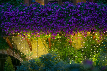 flor, huerta, primavera, naturaleza, verano, rosa, campa, paisaje, morada, color, florecer, flora,...