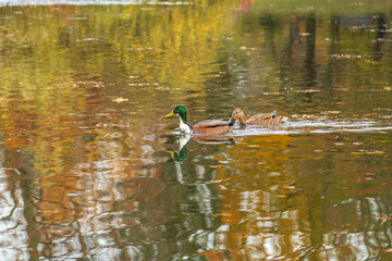 A pair of ducks swimming across a calm lake with colorful autumn reflections on the water.