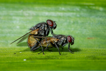 Housefly mating on a green background