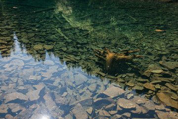 Clear, cool water reflects trees above, and reveals rocks on the lake floor, along with a piece of submerged wood in Mount Rainier National Park, Washington State.