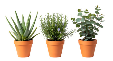 Obraz premium Potted plant trio: aloe vera, rosemary, and eucalyptus, each nestled in a rustic terracotta pot, symbolizing natural wellness, home gardening, and organic life.