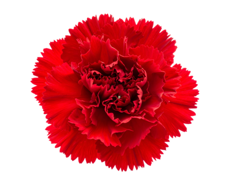 A vibrant red carnation with ruffled petals against black