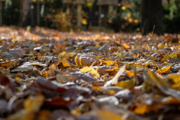 Autumn leaves on the ground in sunlight