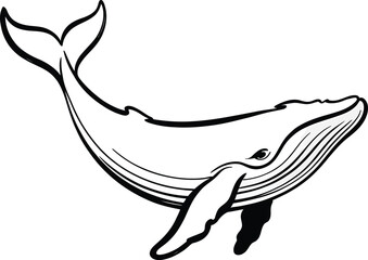Stylized black and white humpback whale illustration