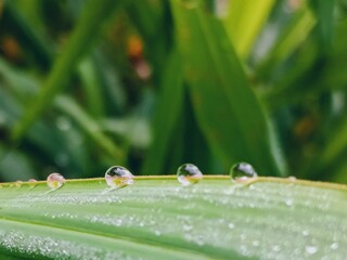 dew on a green grass