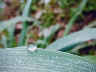water drops on the grass