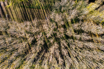 Forest landscape with bare trees casting long shadows on the ground during late autumn in a serene setting