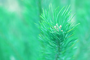 Beautiful close-up of pine branch with green needles for Christmas or New Year greeting card
