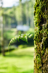 Close-up of a young fern leaf growing from a moss-covered tree trunk in a lush green forest, captured in soft natural light.