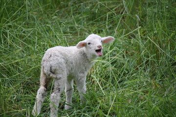 Obraz premium Little lamb calling for mom
