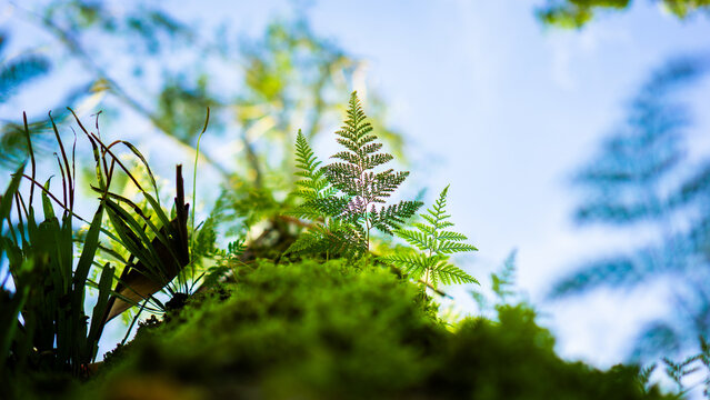 Beautiful close-up of ferns and moss illuminated by sunlight in a lush tropical forest, showcasing vibrant green textures and natural freshness.