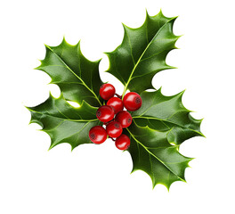 Christmas holly berry, Sprig of European holly berry isolated on transparent or white background,