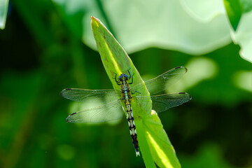 緑の葉に止まるシオカラトンボのマクロ写真
