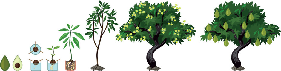 Fototapeta premium Life cycle of avocado (Persea americana) plant isolated on white background. Growth stages from seed to sprout and mature fruit-bearing tree 