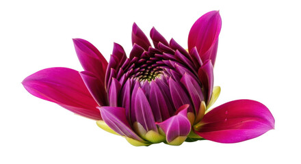 Striking deep pink dahlia bud emerging petals macro photography botanical beauty isolated on transparent background