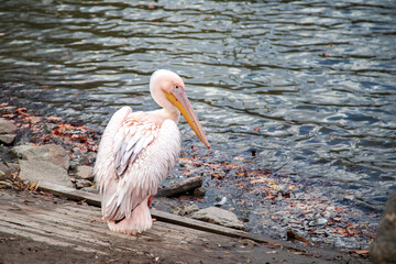 Pink Pelican