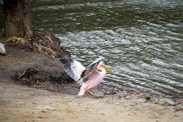 Pink pelican by the riverbank spreading its wings