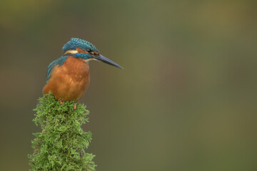 Common Kingfisher