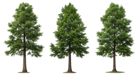 Three bright green trees stand majestically against a transparent background, displaying their lush foliage under a clear sky in daylight. This scene illustrates the beauty of nature.
