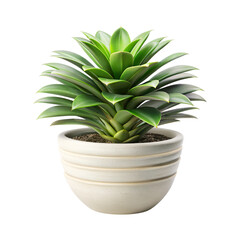 Ceramic Pot Green Plant Minimal Decor Transparent.