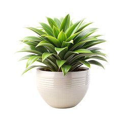 Green Home Plant in Ceramic Pot Vector Transparent.