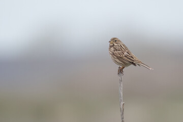 Corn bunting perched on a branch against a soft, blurred background