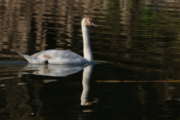 Graceful swan gliding across tranquil water with its reflection