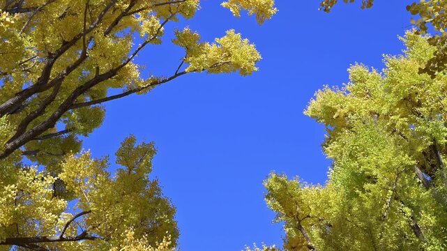 日本の秋・東京の銀杏 &mdash; Autumn Ginkgo Leaves with Gentle Breeze, Japan
