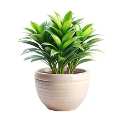 Realistic House Plant in Ceramic Pot PNG on Transparent Background.