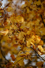 A cluster of bright, sunlit golden-yellow autumn leaves and small seeds or berries on branches, photographed in a close-up, vertical shot against a soft, light-colored background.