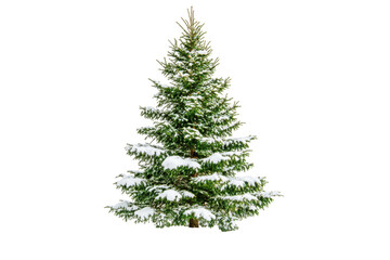 Fototapeta premium Evergreen Pine Tree: A majestic evergreen pine tree stands tall, its branches laden with fresh snow, creating a serene and picturesque winter scene.
